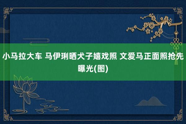 小马拉大车 马伊琍晒犬子嬉戏照 文爱马正面照抢先曝光(图)